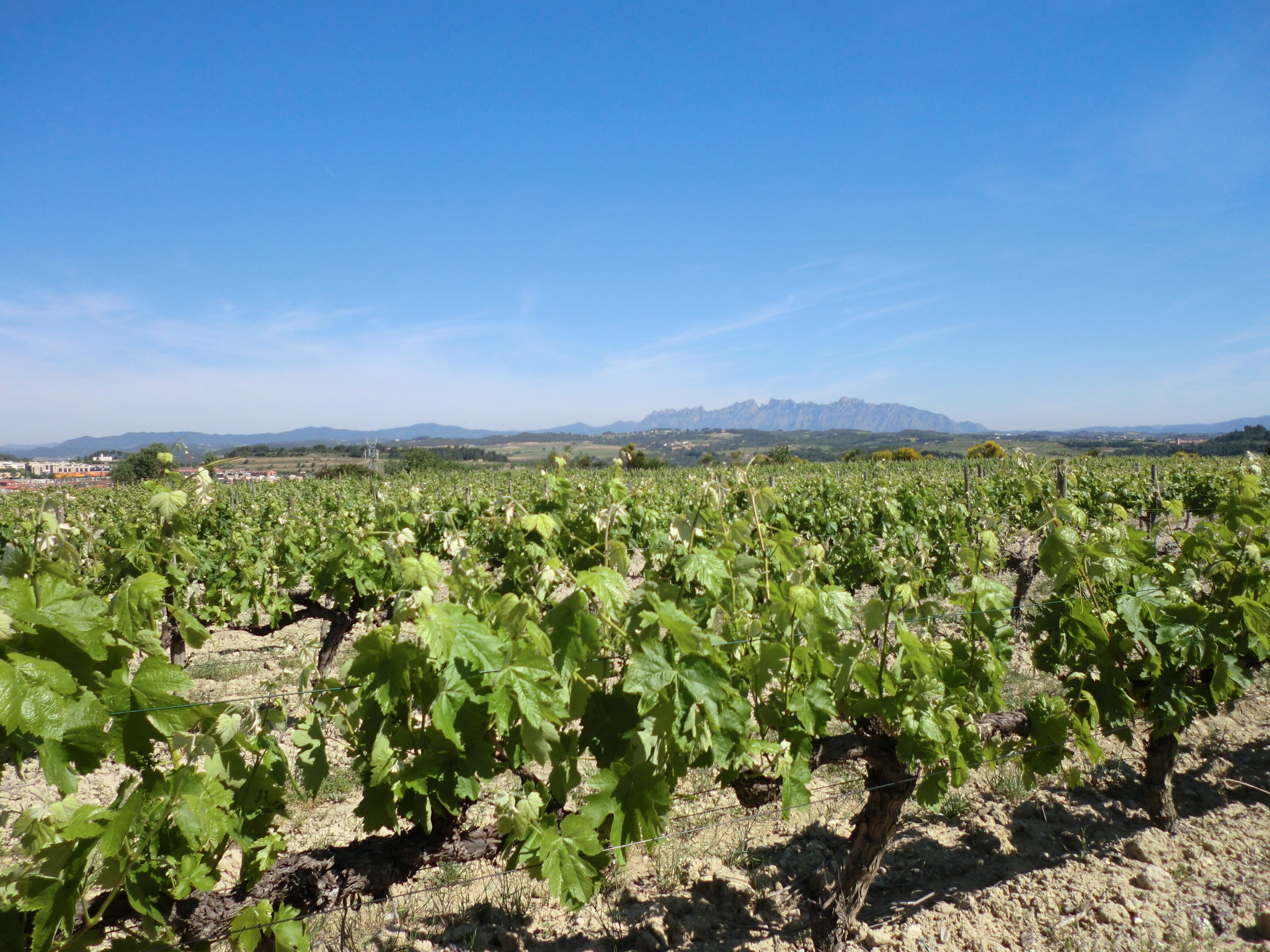 LA CAROSA_MONTSSERAT