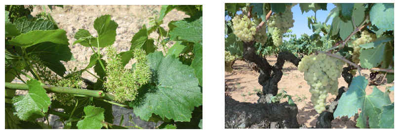 vinya i natura
